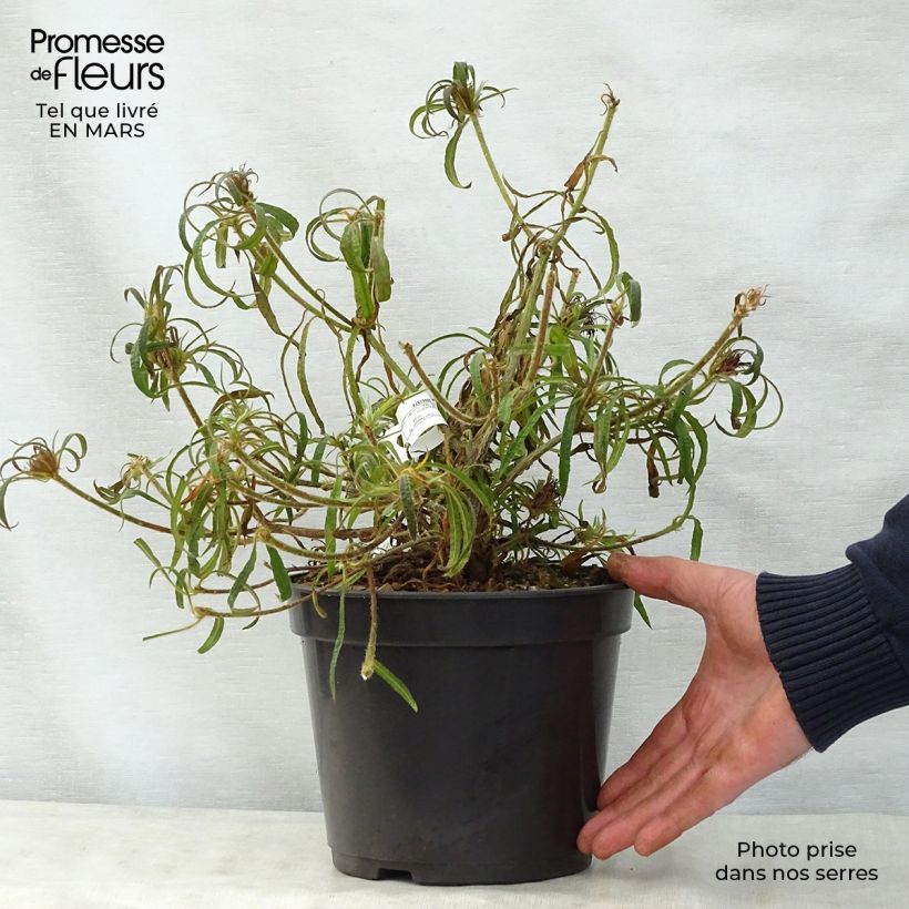 Exemplar von Rhododendron macrosepalum Linearifolium Topf mit 4L/5L wie im Frühjahr geliefert