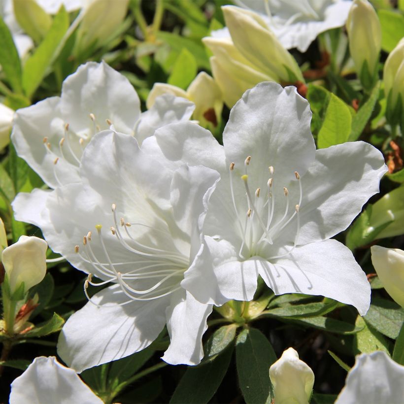 Japanische Azalee Luzi - Azalea (Blüte)