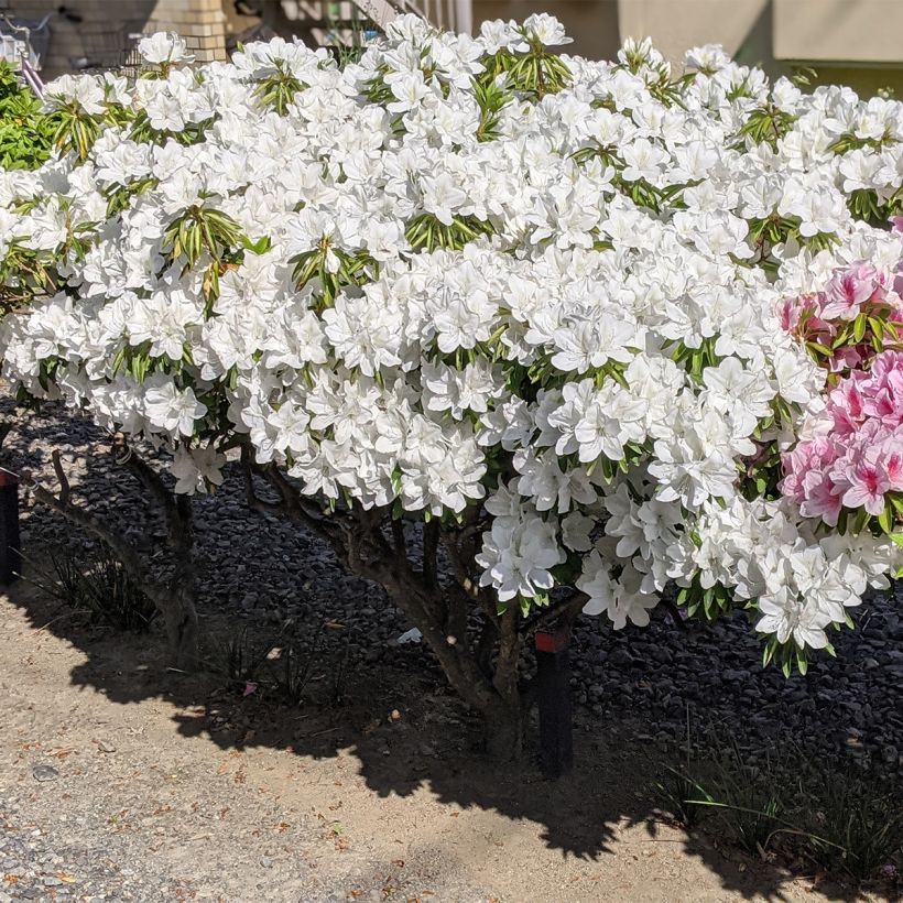 Japanische Azalee Luzi - Azalea (Wuchs)