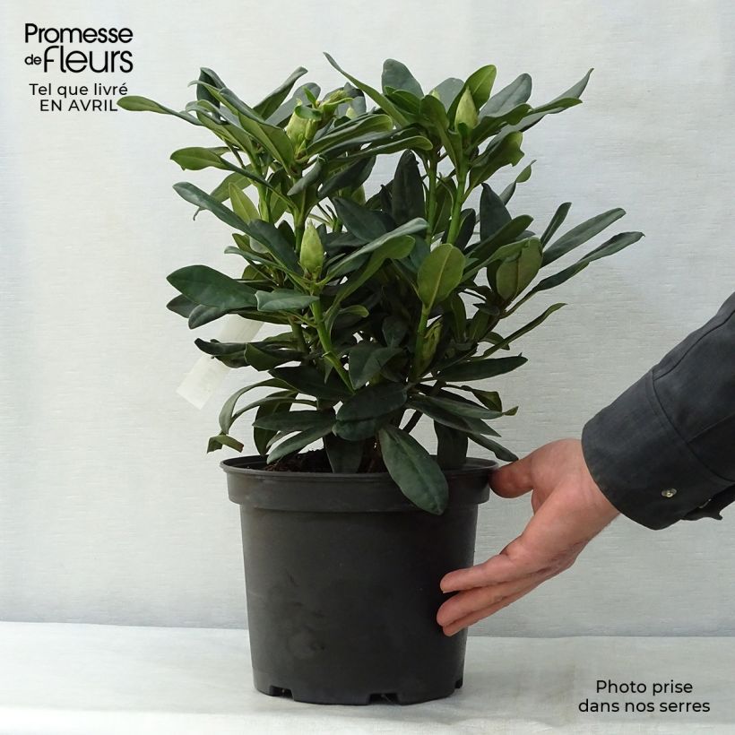 Example of Rhododendron Madame Masson Topf mit 4L/5L as you get in printemps