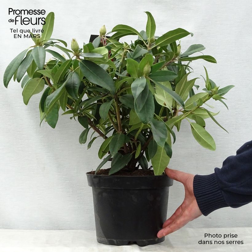 Example of Rhododendron Marie Forte Topf mit 4L/5L as you get in printemps