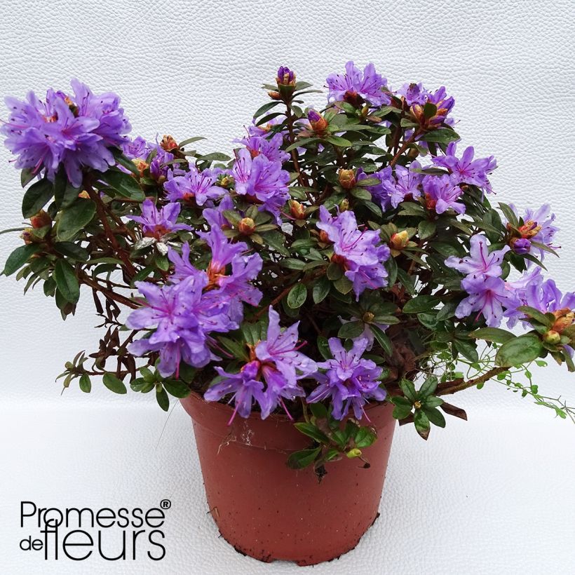 Rhododendron impeditum Moerheim - Zwerg-Rhododendron (Wuchs)