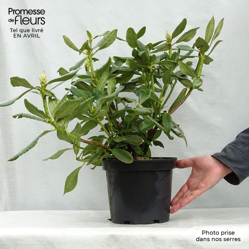 Example of Rhododendron Nova Zembla Topf mit 4L/5L as you get in printemps