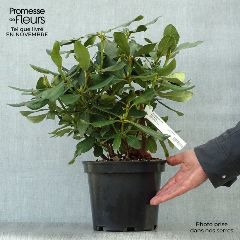 Exemplar von Rhododendron Nova Zembla Topf mit 4L/5L wie im Herbst geliefert