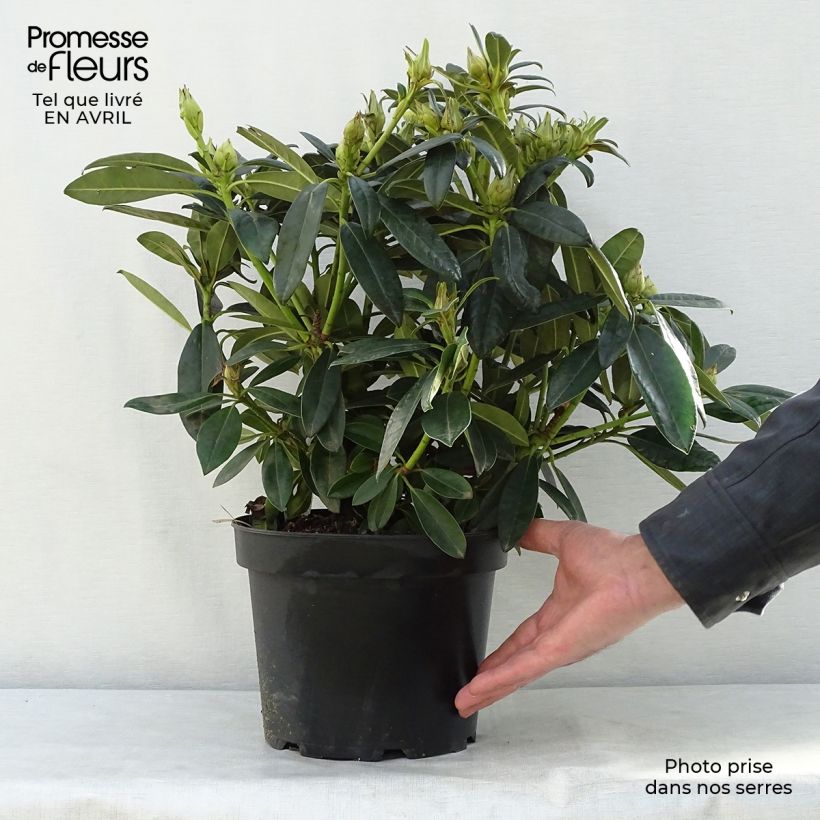 Example of Rhododendron yakushimanum Percy Wiseman Topf mit 3L/4L as you get in printemps
