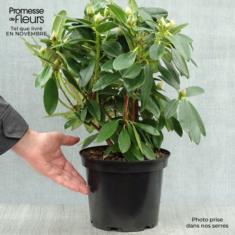 Exemplar von Rhododendron yakushimanum Percy Wiseman Topf mit 3L/4L wie im Herbst geliefert