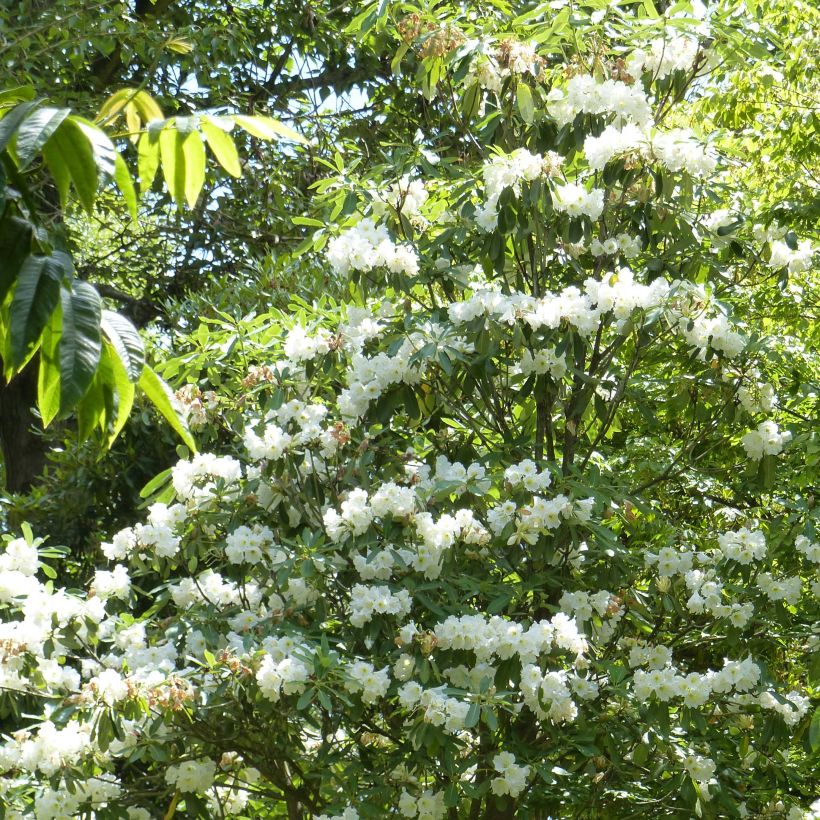 Rhododendron Polar Bear (Wuchs)