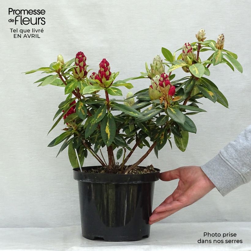 Exemplar von Rhododendron Président Roosevelt Topf mit 4L/5L wie im Frühjahr geliefert