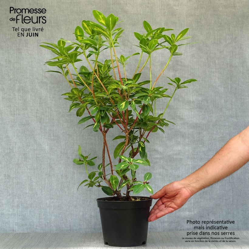 Exemplar von Rhododendron Président Roosevelt Topf mit 4L/5L wie im Sommer geliefert