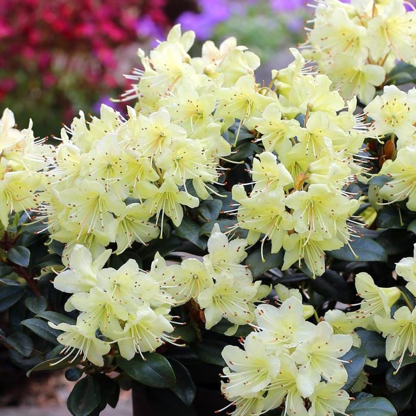 Rhododendron Princess Anne (Flowering)
