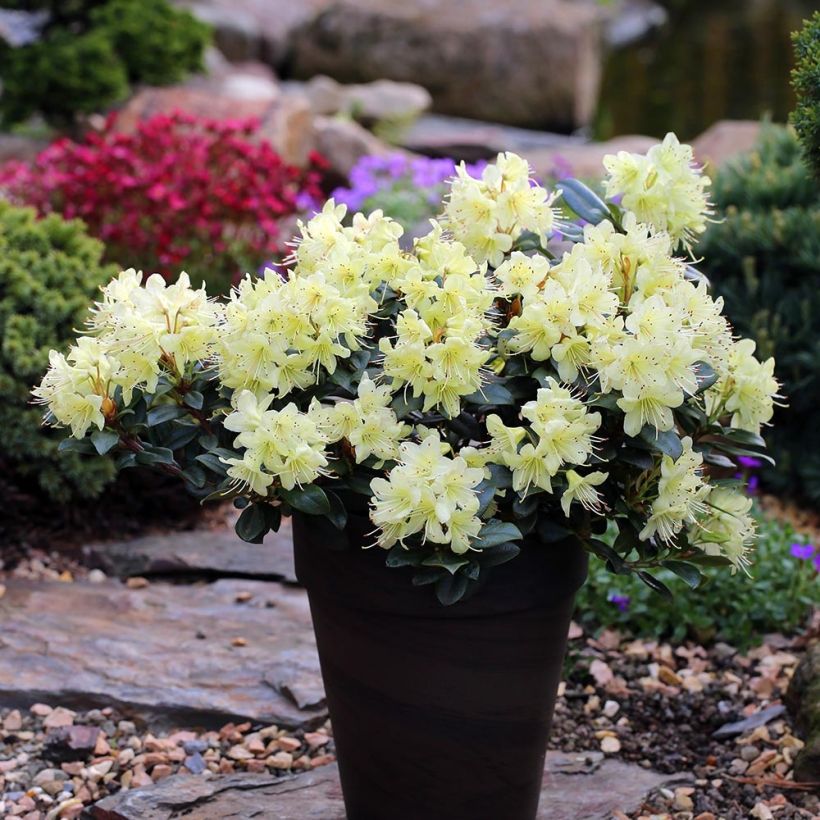Rhododendron Princess Anne (Plant habit)