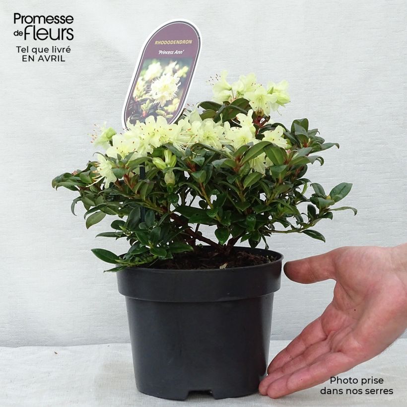 Example of Rhododendron Princess Anne Topf mit 2L/3L as you get in printemps