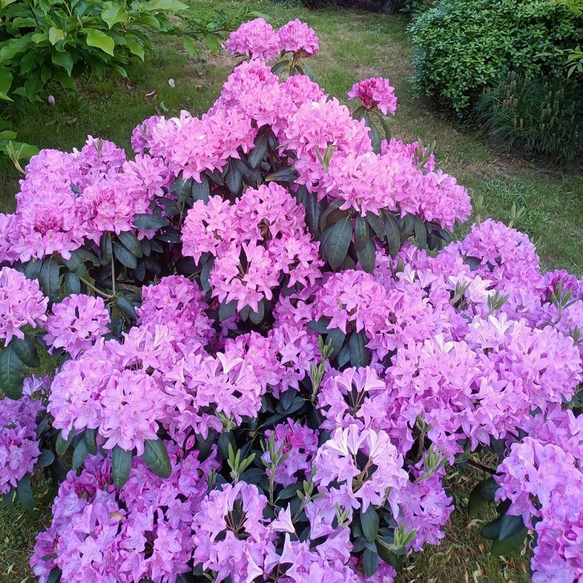 Rhododendron catawbiense Roseum Elegans (Wuchs)