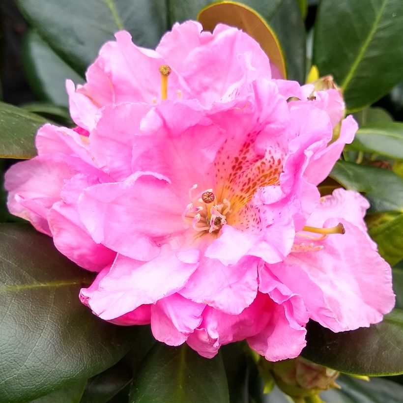 Rhododendron Scintillation (Blüte)
