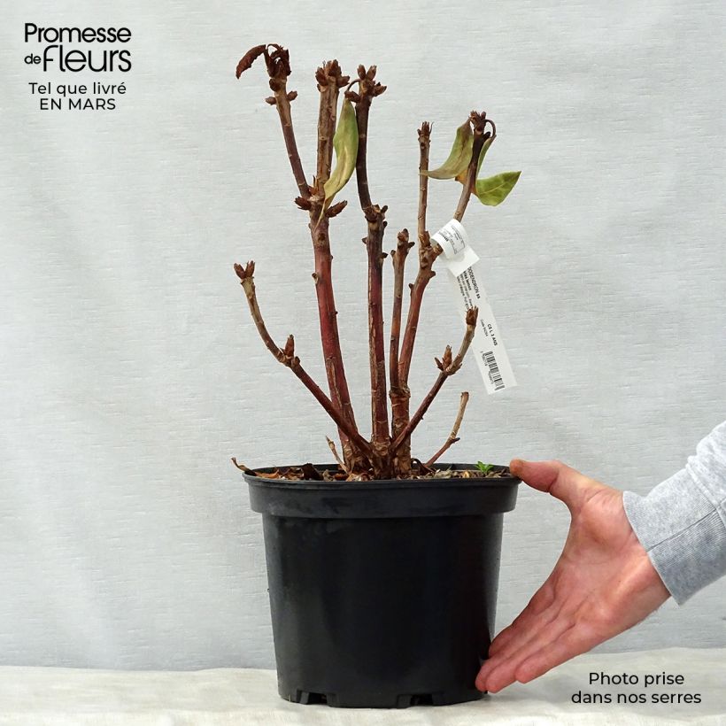 Example of Rhododendron Sir Charles Lemon Topf mit 4L/5L as you get in printemps