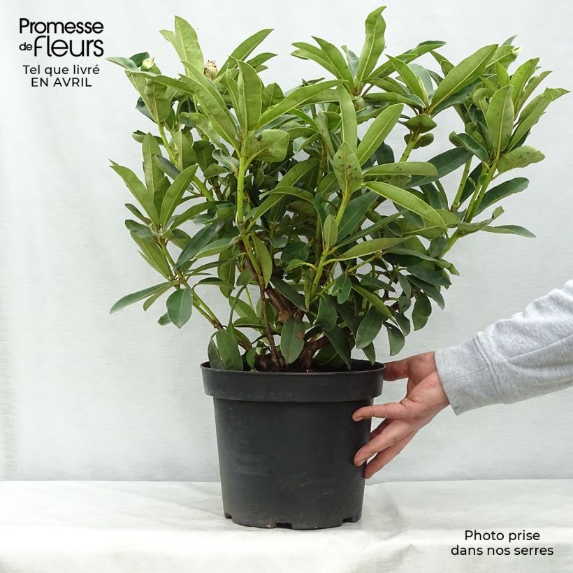 Example of Rhododendron Wilgen's Ruby Topf mit 4L/5L as you get in printemps