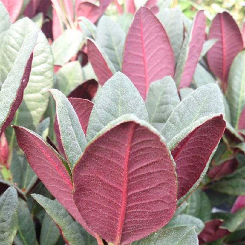 Rhododendron Wine & Roses (Laub)