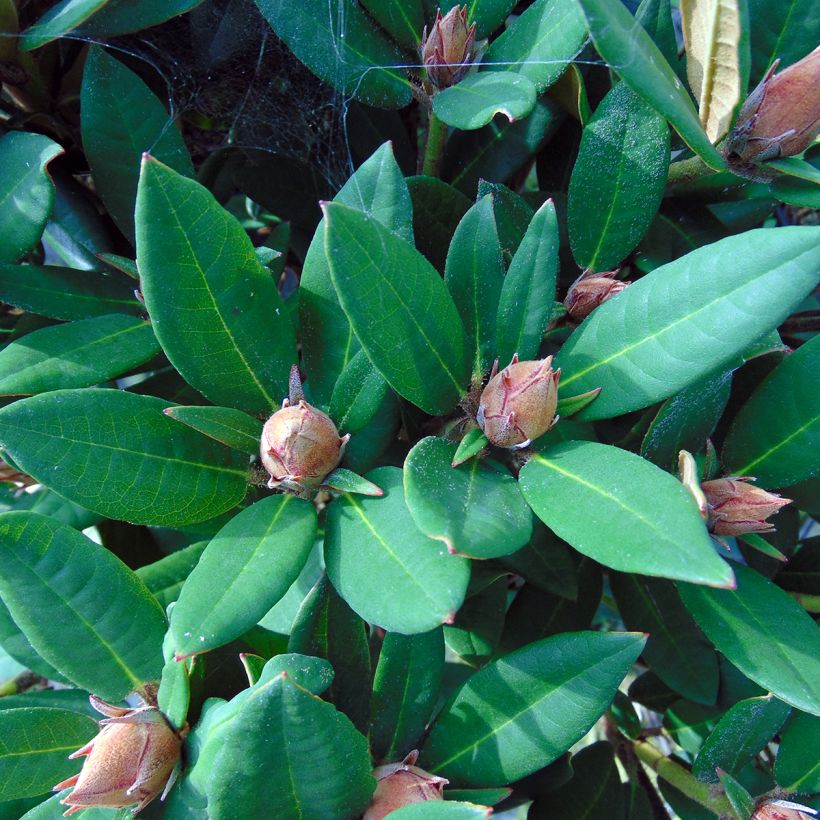 Rhododendron Winsome (Foliage)