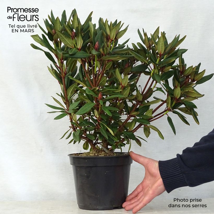 Example of Rhododendron Winsome Topf mit 3L/4L as you get in printemps