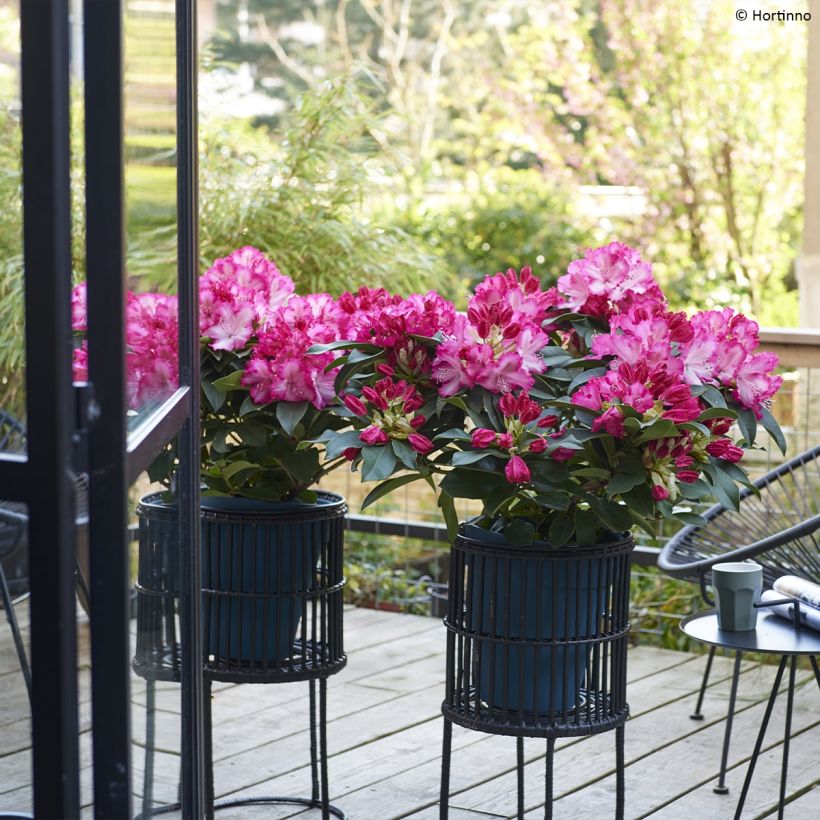 Rhododendron XXL (Wuchs)