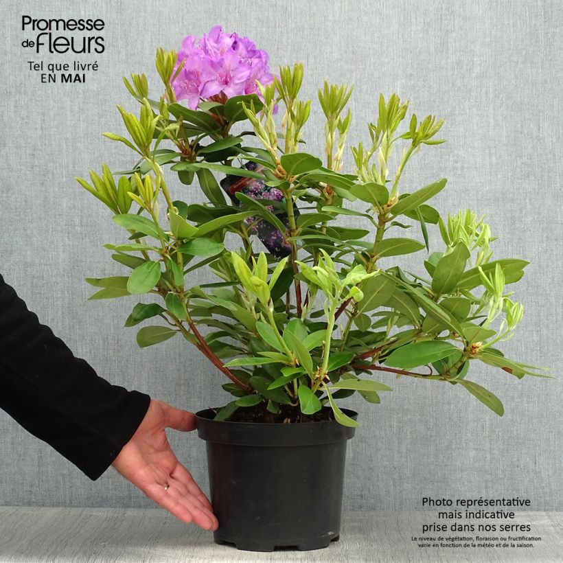 Example of Rhododendron catawbiense Boursault Topf mit 4L/5L as you get in printemps