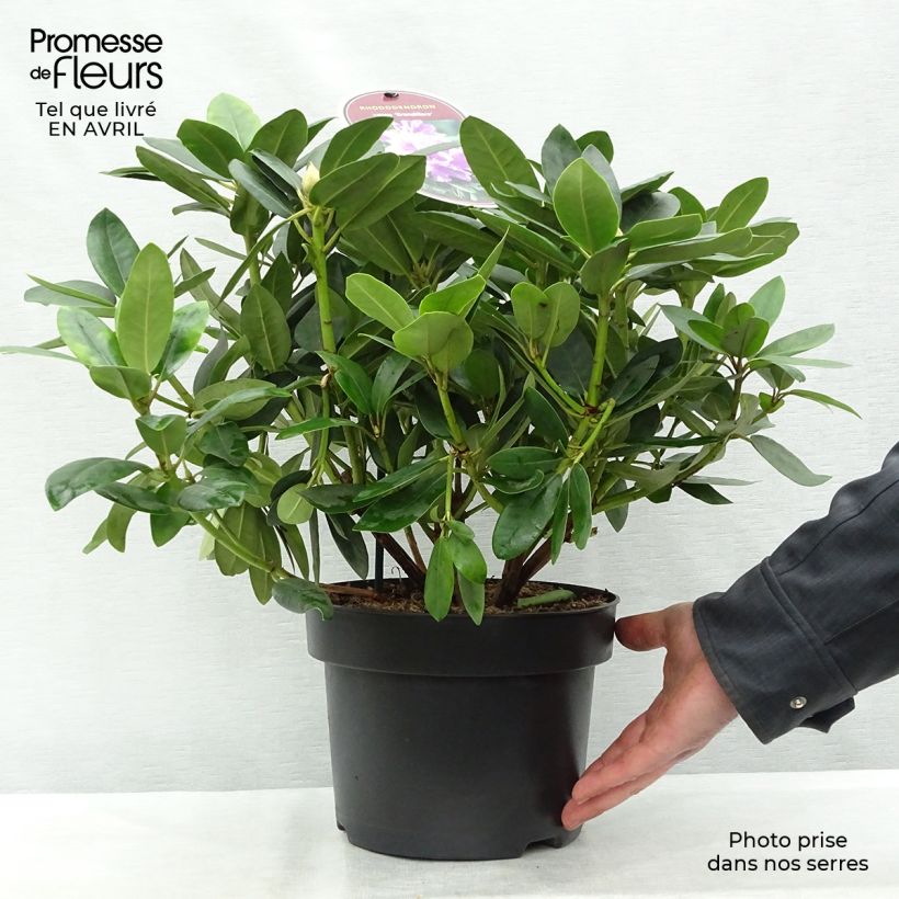 Example of Rhododendron catawbiense Grandiflorum Topf mit 4L/5L as you get in printemps