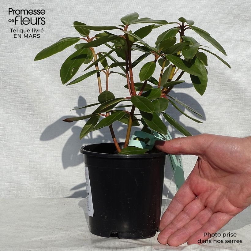 Example of Rhododendron catawbiense Grandiflorum Topf 12 cm / 13 cm as you get in printemps