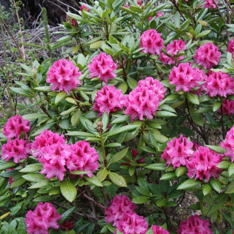 Rhododendron Cosmopolitan (Wuchs)