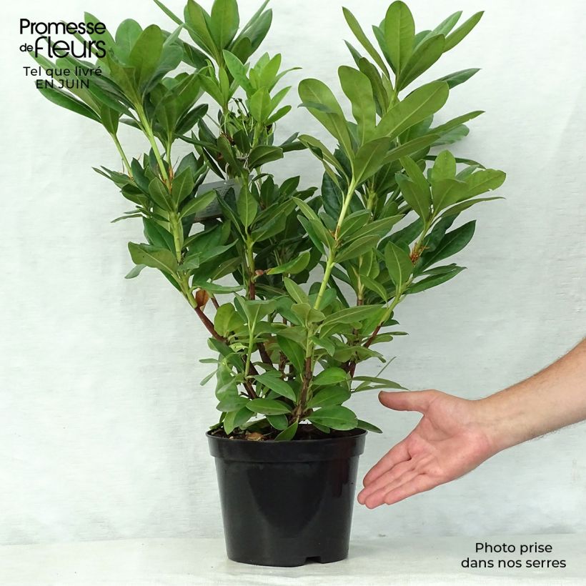 Exemplar von Rhododendron Cosmopolitan Topf mit 2L/3L wie im Sommer geliefert