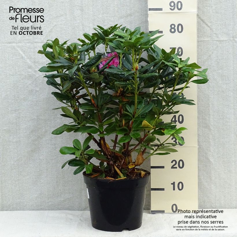 Exemplar von Rhododendron Cosmopolitan Topf mit 4L/5L wie im Herbst geliefert