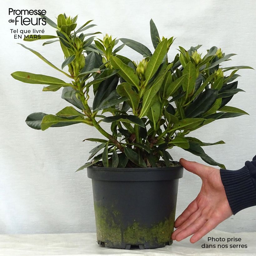 Example of Rhododendron Kabarett Topf mit 4L/5L as you get in printemps
