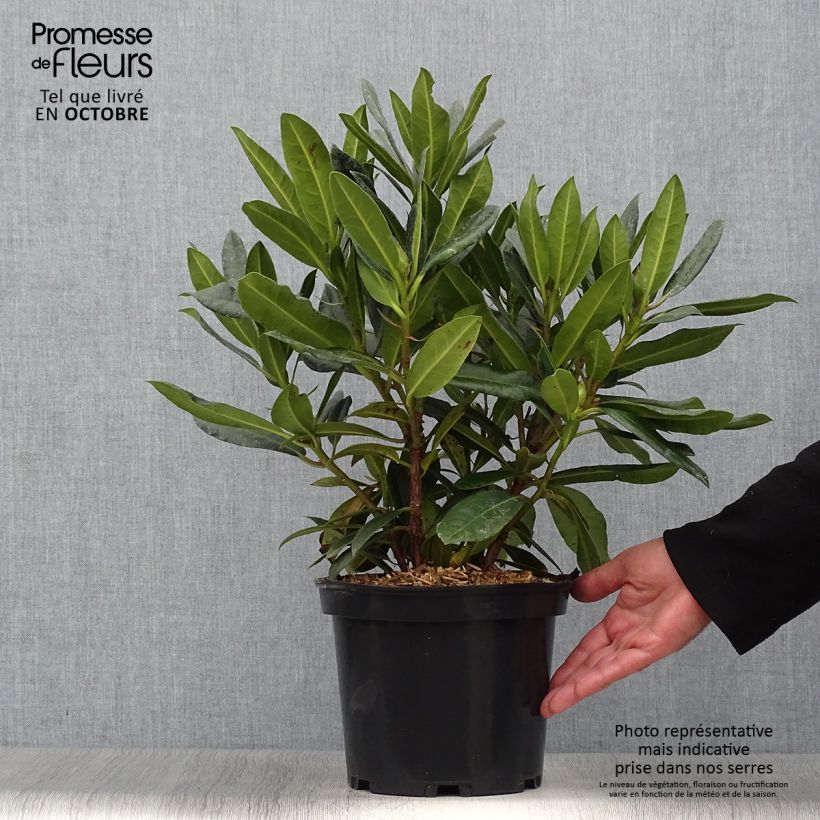 Exemplar von Rhododendron Kabarett Topf mit 4L/5L wie im Herbst geliefert
