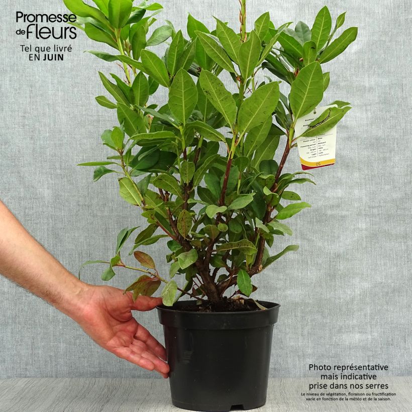 Exemplar von Rhododendron Lord Roberts Topf mit 4L/5L wie im Sommer geliefert