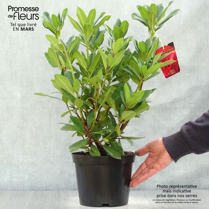 Example of Rhododendron Lord Roberts Topf mit 4L/5L as you get in printemps
