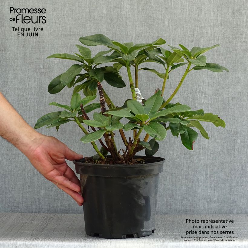 Exemplar von Rhododendron Naselle Topf mit 4L/5L wie im Sommer geliefert
