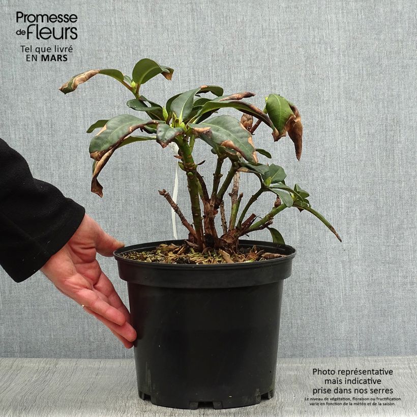 Example of Rhododendron Naselle Topf mit 4L/5L as you get in printemps