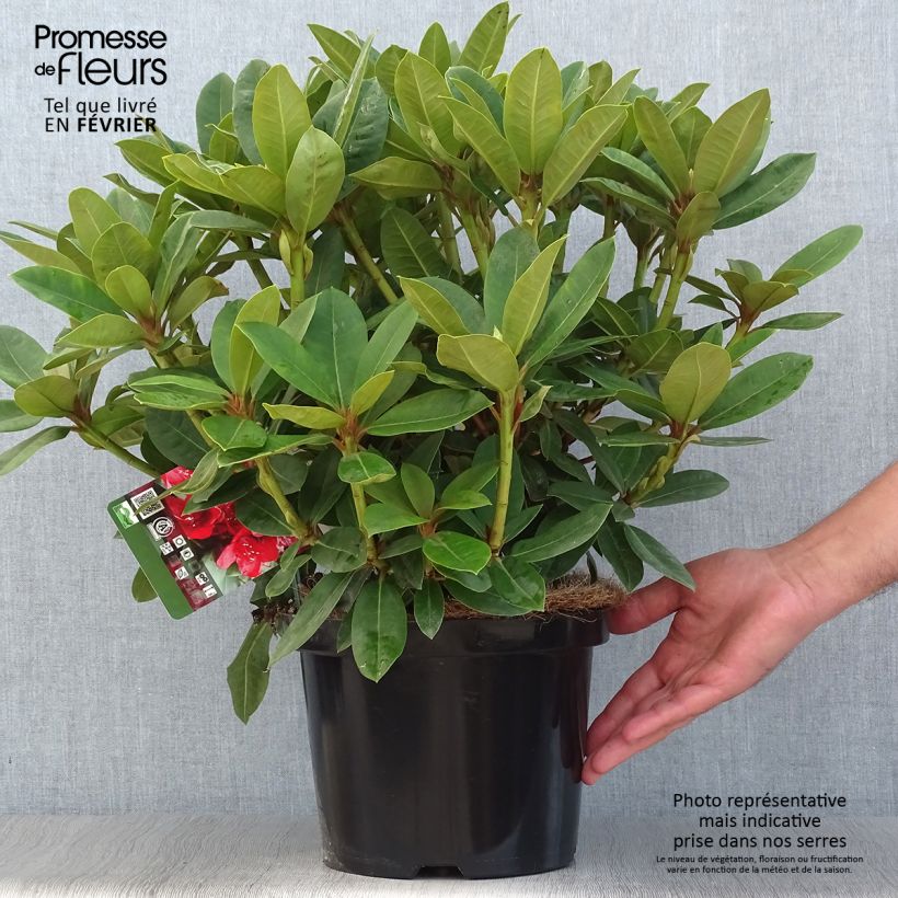 Exemplar von Rhododendron Red Jack Topf mit 4L/5L wie im Herbst geliefert