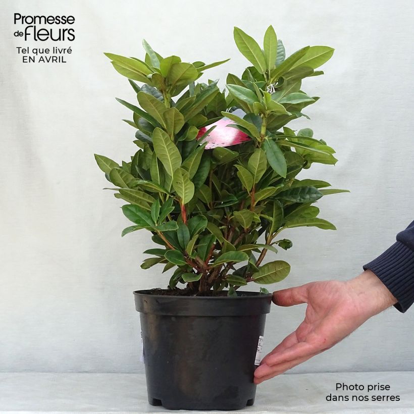 Example of Rhododendron Rocket Topf mit 4L/5L as you get in printemps