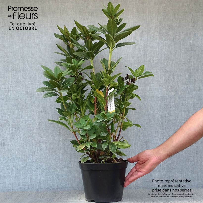 Exemplar von Rhododendron Rocket Topf mit 4L/5L wie im Herbst geliefert