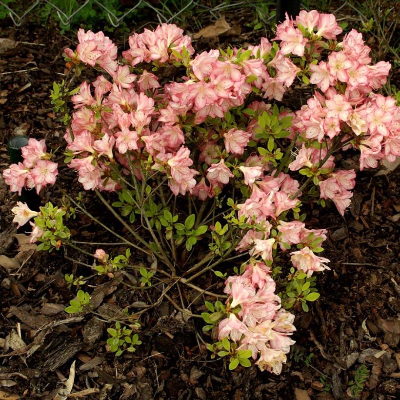 Japanische Azalee Peggy Ann - Azalea kaempferi (Wuchs)