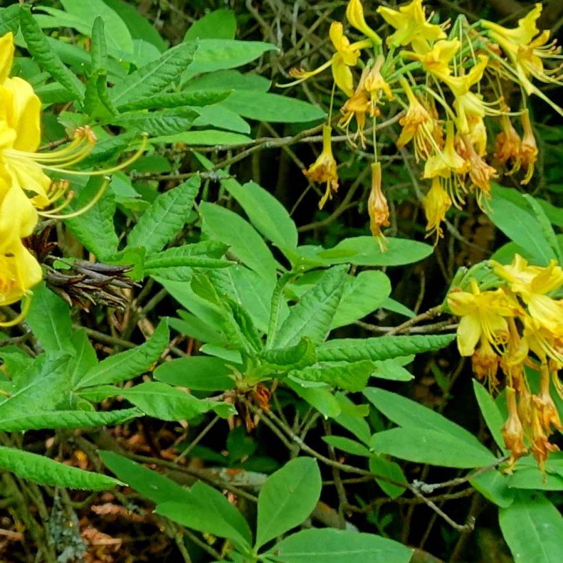 Gelbe Azalee - Azalea luteum (Foliage)