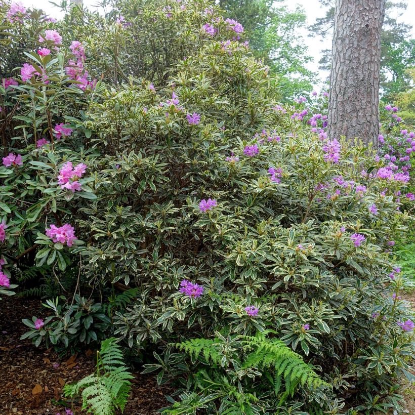 Rhododendron ponticum Variegatum (Wuchs)