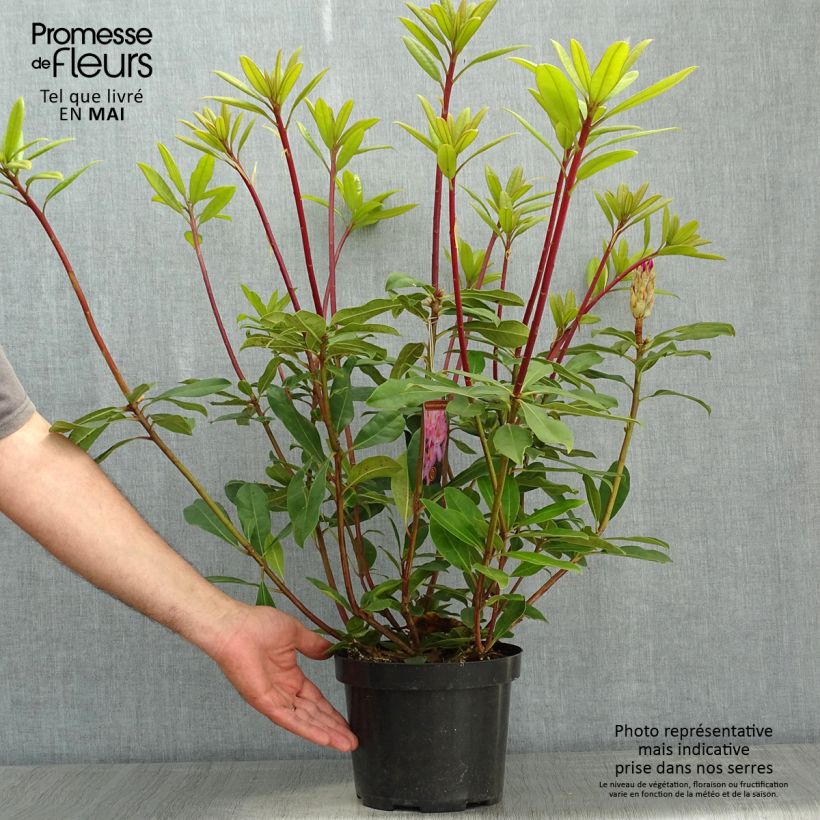 Example of Rhododendron ponticum Roseum Topf mit 4L/5L as you get in printemps