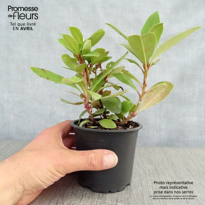 Example of Rhododendron ponticum Topf 12 cm / 13 cm as you get in printemps