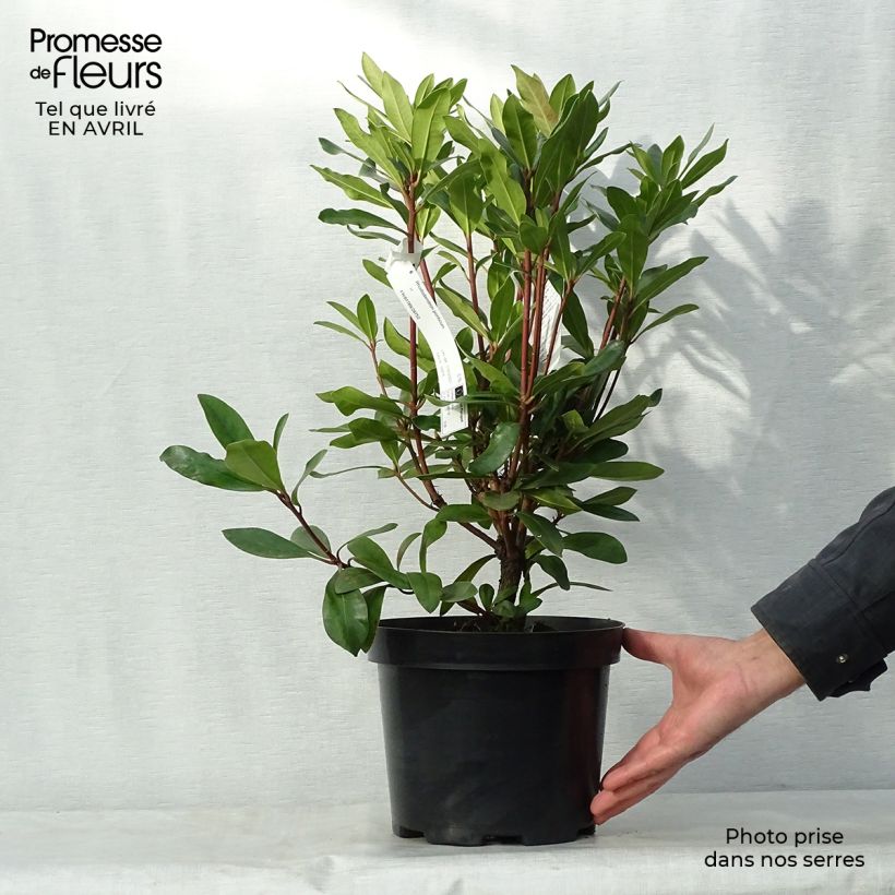 Example of Rhododendron ponticum Topf mit 3L/4L as you get in printemps