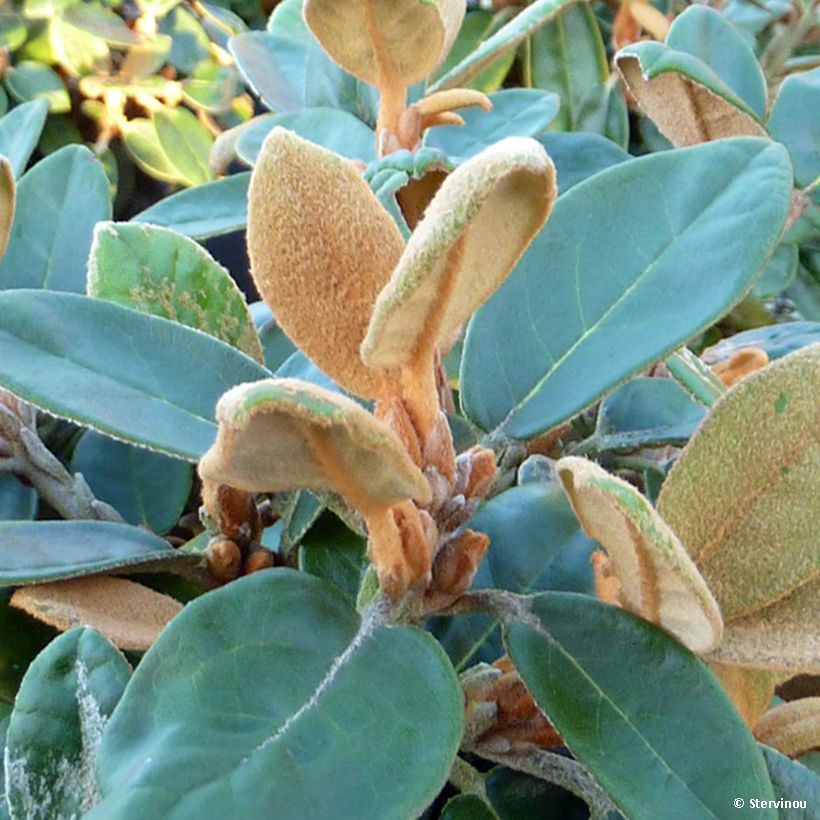 Rhododendron tsariense (Laub)