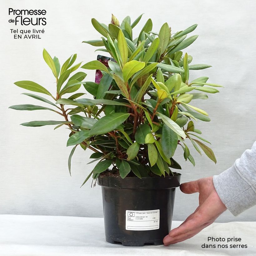 Exemplar von Rhododendron yakushimanum Caroline Allbrook Topf mit 2L/3L wie im Frühjahr geliefert