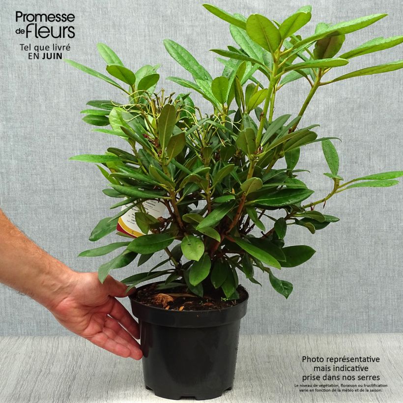 Exemplar von Rhododendron yakushimanum Caroline Allbrook Topf mit 2L/3L wie im Sommer geliefert
