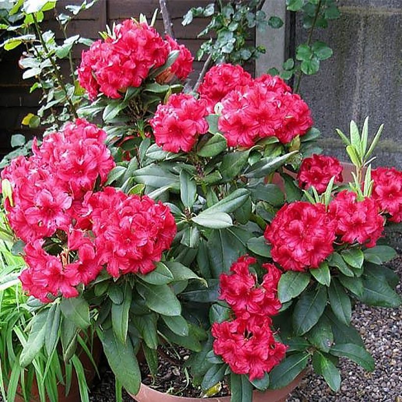 Rhododendron yakushimanum Dopey (Wuchs)