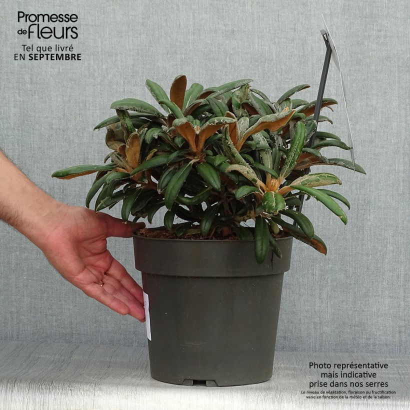 Exemplar von Rhododendron yakushimanum Koichiro Wada Topf mit 4L/5L wie im Herbst geliefert